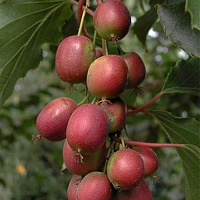 Актинидия аргута Женева Актинидия аргута Женева