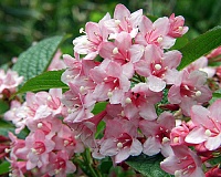 Вейгела цветущая Розеа (Weigela florida Rosea)