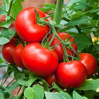 Томат Благовест