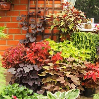 Ипомея батат в ассортименте