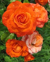 роза Алегрия (Alegria) роза Алегрия (Alegria)