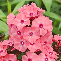 Флокс метельчатый Sweet Dreams