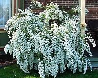 Спирея вангутта (Spiraea Vanhouttei)