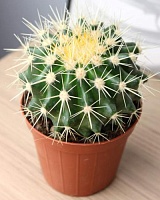 Кактусы