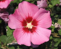 Гибискус сирийский Пинк Гигант (Hibiscus syriacus Pink Giant)