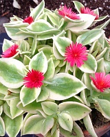 Аптения сердцелистная  (Aptenia cordifolia )