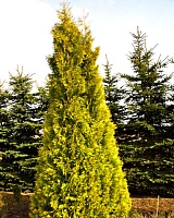 Туя западная Еллоу Риббон (Thuja Occidentalis Yellow Ribbon)