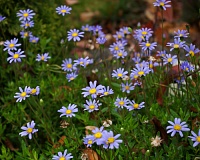 Фелиция (Felicia)