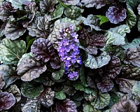 Живучка ползучая Блэк Скэллоп (Ajuga reptans Black Scallop)