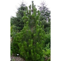 Сосна белокорая Линденхоф (Pinus leucodermis Lindenhof)