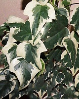 Плющ канарский (Hedera canariensis)