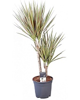 Драцена Маригната Биколор (Dracaena Marginata Bicolor)