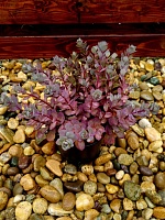 Седум (очиток) санспаркл Даззл Берри (Sedum SunSparkles Dazzlberry)