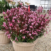 Гаура линдхеймера Гамбит Компакт Пинк