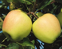 Яблоня Голден Делишес Яблоня Голден Делишес