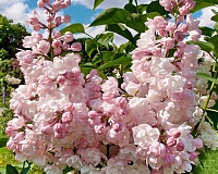 Сирень обыкновенная Красавица Москвы (Syringa vulgaris Krasavitsa Moskvy)