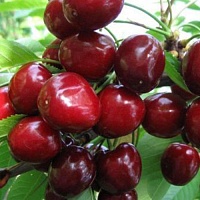 Черешня Аннушка