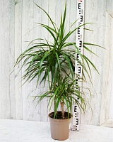 Драцена Маргината (Dracaena marginata)