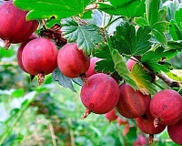 Крыжовник Колобок