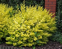 Бирючина овальнолистная Ауреум (Ligustrum ovalifolium Aureum)