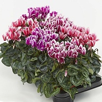Цикламен Сноуридж (Cyclamen Snowridge)