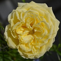 роза Каталина (Catalina)  роза Каталина (Catalina)