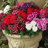 Вербена кустовая Кварц Микс (Verbena Quartz Mix)