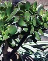 Толстянка овальная (Crassula ovata)