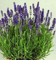 Лаванда узколистная Блю Спир