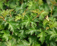 Стефанандра надрезаннолистная Криспа (Stephanandra incisa Crispa)