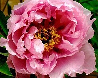 Пион древовидный Розовый Лотос (Paeonia suffruticosa Rou fu rong)