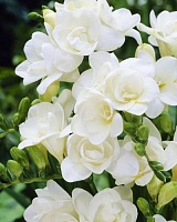 Фрезия Double White