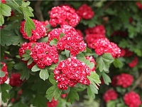 Боярышник однопестичный Рубра Плена