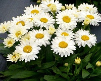 Нивяник Мадонна (Leucanthemum superbum Madonna)