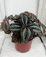 Пилея Норфолк (Pilea Norfolk)