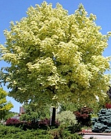 Клен остролистный Друммонди (Acer platanoides Drummondii)