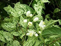 Дейция шершавая Мраморная