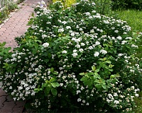 Спирея березолистная Тор (Spiraea betulifolia Tor)