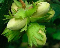 Фундук Корончатый Фундук Корончатый