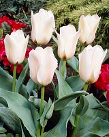 Тюльпан Greigii Albion Star