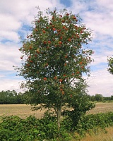 Рябина обыкновенная Аспленифолия (Sorbus aucuparia Aspleniifolia)