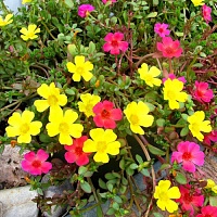 Портулак ампельный Спленденс (Portulaca grandiflora Splendens)