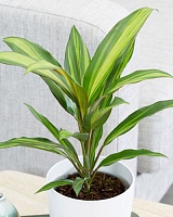 Кордилина Фрутикоза (Cordyline fruticosa)