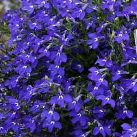 Лобелия прямостоячая Ривьера Миднайт Блю (Lobelia erinus Riviera Midnight Blue)