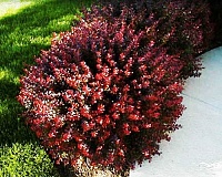 Барбарис тунберга Багатель (Berberis thunbergii Bagatelle)