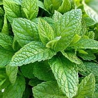 Мята перечная Лимон (Menta piperita Lemon) 