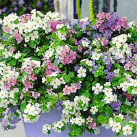 Бакопа (Bacopa) Бакопа (Bacopa)