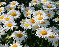 Нивяник крупноцветковый Белый (Leucanthemum giant White)