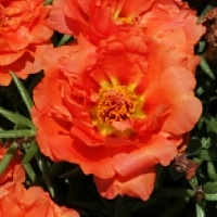 Портулак крупноцветковый Стопвотч Оранж (Portulaca grandiflora Stopwatch Orange)