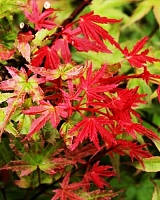 Клен пальмолистный Феникс (Acer palmatum Phoenix)